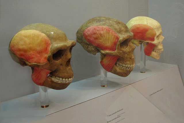 Neanderthal，Cogitum，Actovegin，Cerebrolysin，Phenotropil购买