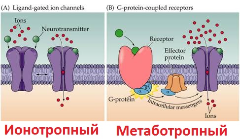 GABA receptors, Picamilon
