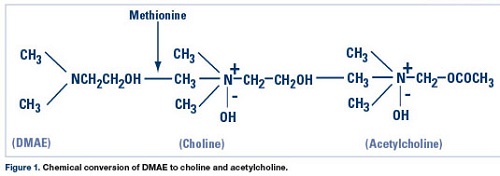 dmae, acetylcholine, adrafinil, piracetam, phenotropil buy