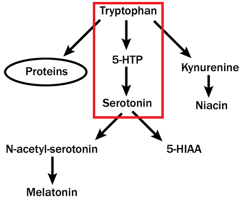 セロトニン、5-HTP