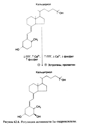 The mechanism of effect of calcitriol is similar