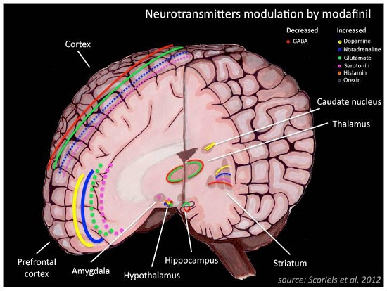 神経伝達物質、モダフィニル、アダーダール