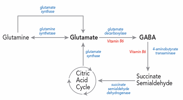 グルタミン酸塩およびGABA