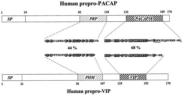 Human peptides