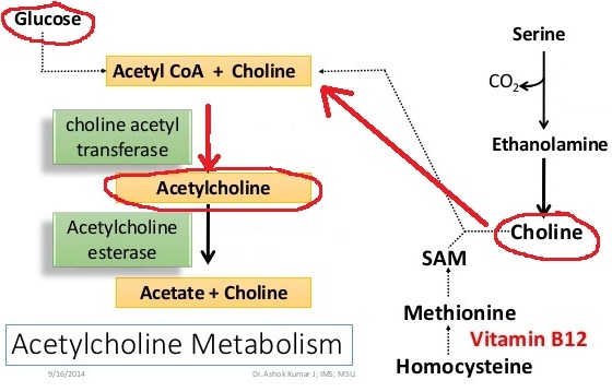 acetylcholine metabolism