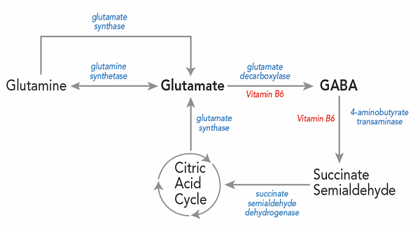 Glutamate and GABA